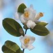 Species cordifolia